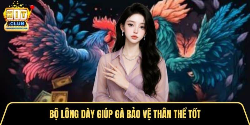 Bộ lông dày giúp gà bảo vệ thân thể tốt